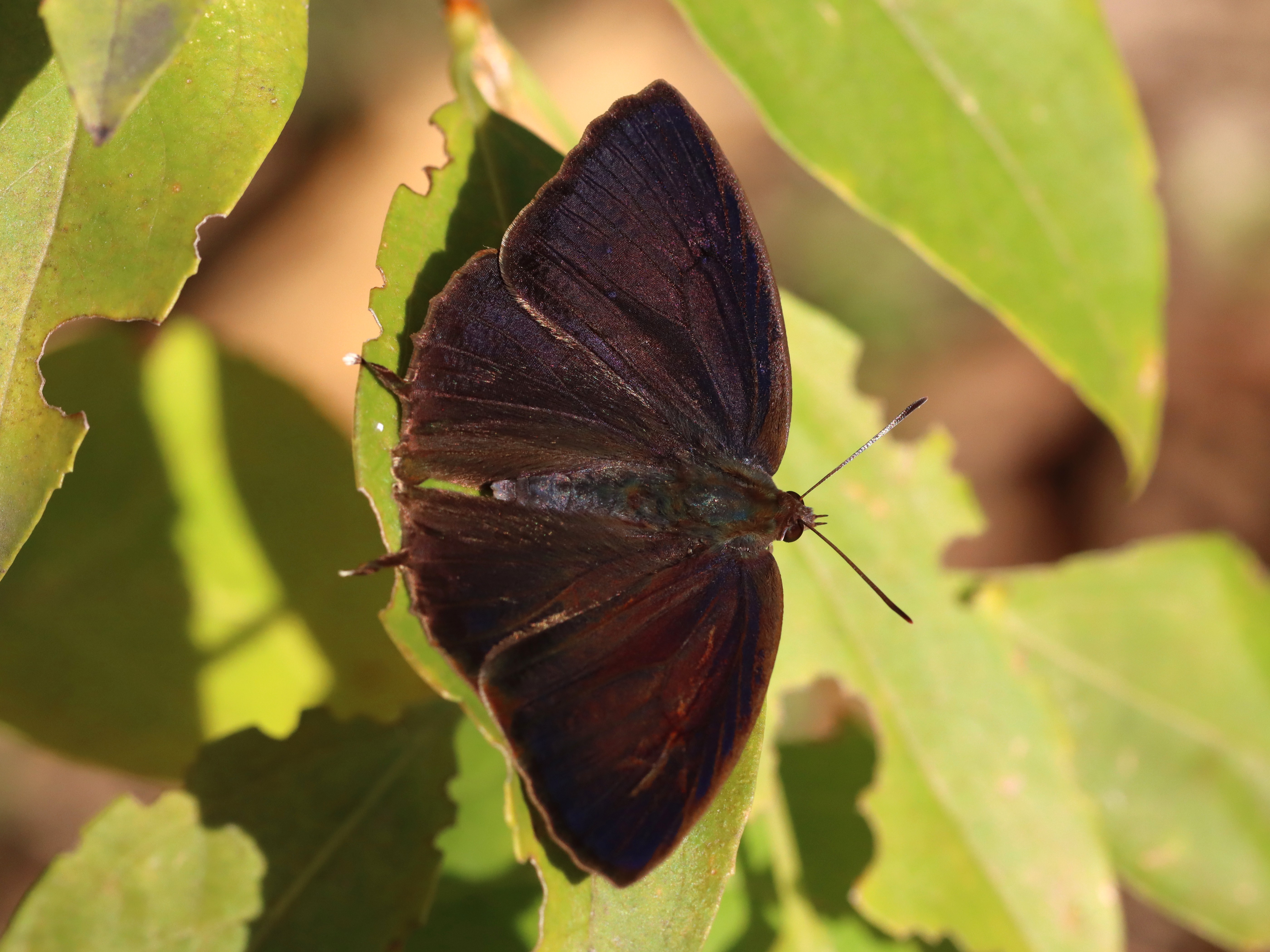 ムラサキツバメ2